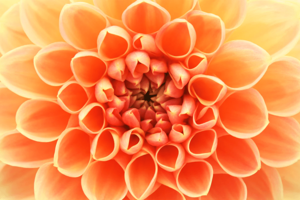 Imagem de uma flor